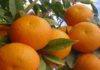 Tunisia: value of citrus exports reaches 25MD