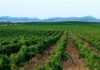 Tunisia: very good agreement for agribusiness