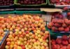 Tunisia: summer fruit production rises 17%