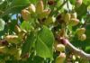 Tunisia: pistachio production down in Gafsa