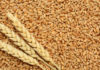 Tunisia tenders to buy 92,000 tons milling wheat