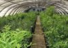 Tunisia: private agricultural investment down until end June 2019