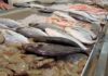 Tunisia: fishery and aquaculture production rises, exports fall