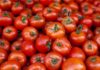 Tunisia: Tomato production rises 43% to 1.15 million tons