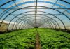 Tunisia: private agricultural investments reach 61.2 MD until end August