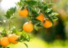 Tunisia: citrus production down 17%