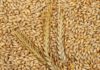 Tunisia tenders to buy durum, soft wheat and barley