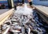 Tunisia: exports of fishery products up 5.7% in value in 2019