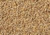 Tunisia said to buy about 75,000 tons feed barley