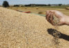 Tunisia: grain production of around 15.7 million quintals