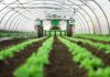 Tunisia: agricultural investments soar by 24.4% in value