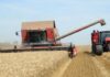 Tunisia: Harvest season progress reached 74% end of June