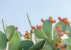 Tunisia: prickly pear production down in Kasserine