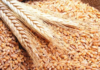 Tunisia tenders to buy 175,000 tons of grain