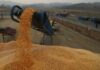 Tunisia tenders for 100,000 T soft wheat, 75,000 T feed barley