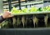 Tunisia: Italian-Tunisian project on aquaponics “Celavie” launches