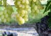 Tunisia: table and wine grape production up in Nabeul