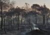 Wildfires: sharp increase in burnt areas in 2021