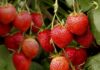 Strawberry production in Nabeul estimated at 23,000 tonnes
