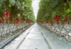 Agriculture: soilless culture, future niche in Tunisia!