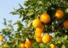Tunisia: citrus production expected to drop by 16% (ONAGRI)