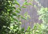 Will this rain help Tunisia to overcome 4 years of drought?