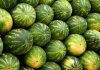 Tunisia: watermelon doing well despite dry season