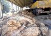 Skin is good, but shoe isn’t: half a million sacrificial sheepskins collected!
