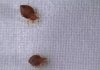 Bed bugs: Should we fear a possible invasion?