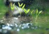 The test of the rain