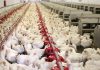 Downward trend in producer prices for broiler chicken and table eggs in June 2024