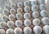 Tunisia: Table egg production up 4.8% in January 2024