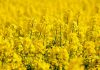 Tunisia: Rapeseed growing up in Beja