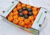 Tunisia: 4,680 tons of Maltese oranges exported and counting