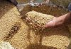 Tunisia can collect more than 5.5 million quintals of grains this season
