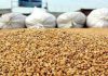 Tunisia buys estimated 100,000 T soft wheat, traders say