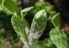 Mealybugs: Tunisia takes delivery of population of 100 predatory ladybugs