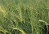 Tunisia hopes to plant 1.173 million hectares