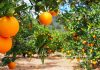 Tunisia: Citrus exports surge by 41.4% in 2024/2025 Season