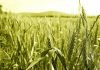Tunisia aims to cultivate 1.173 million hectares of grain