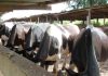 Tunisia: Livestock sector has suffered significant financial losses (Ben Khelifa)