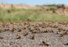 Desert locusts gather on Tunisian-Libyan borders. Threat contained, for now!