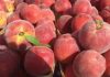 Tunisia: 2025 stone fruit harvest estimated at over 251,000 tons