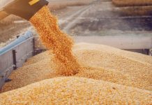 Tunisia expects over 22 million quintals of grain this season
