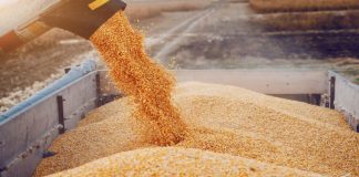 Tunisia’s grain collection reaches 9.1 million quintals as of July 7