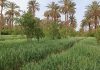Family farming ineligible for international cooperation funding?