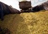 Tunisia buys 50,000 tons of corn in international tender, say traders