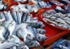 Tunisia: Fishing trade balance posts surplus of 59.9 MD