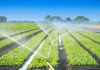 Tunisia: Field crops sector is going through a difficult phase (Ben Becher)