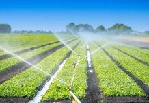 Tunisia: Connecting startups and agriculture